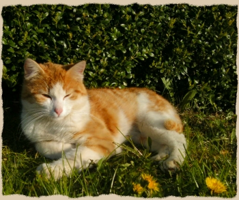 Unsere Katze