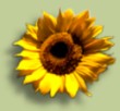 Sonnenblume