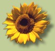 Sonnenblume