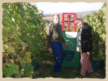 Bei der Weinlese